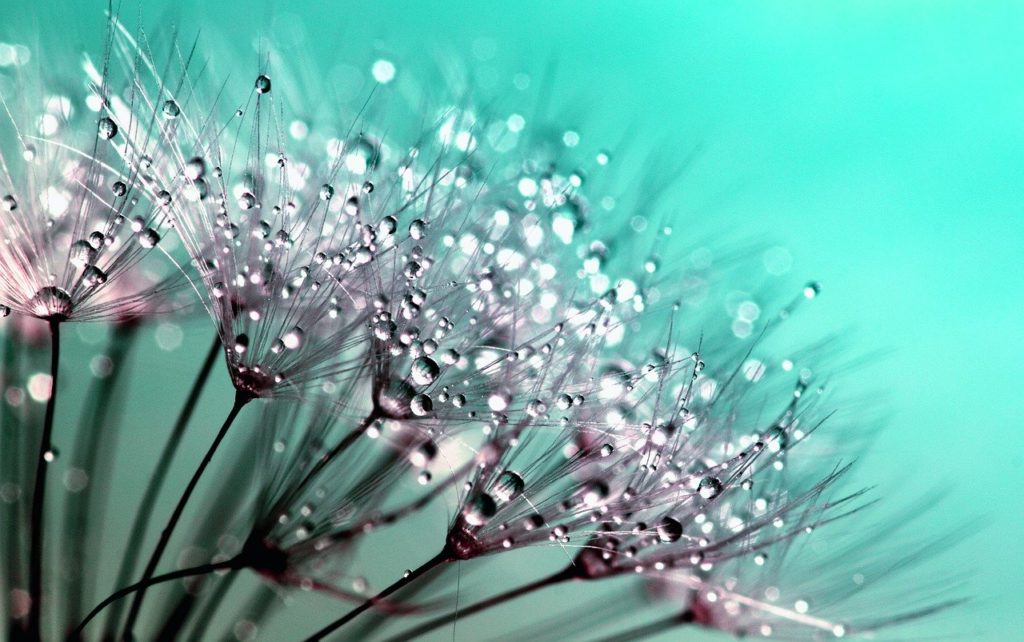 dandelion, seeds, flower