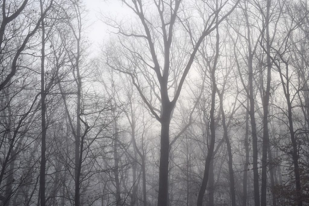 dawn trees through the fog, winter, tree