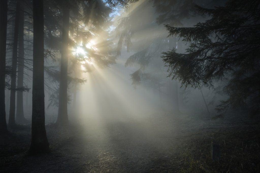 sunbeam, forest, sun
