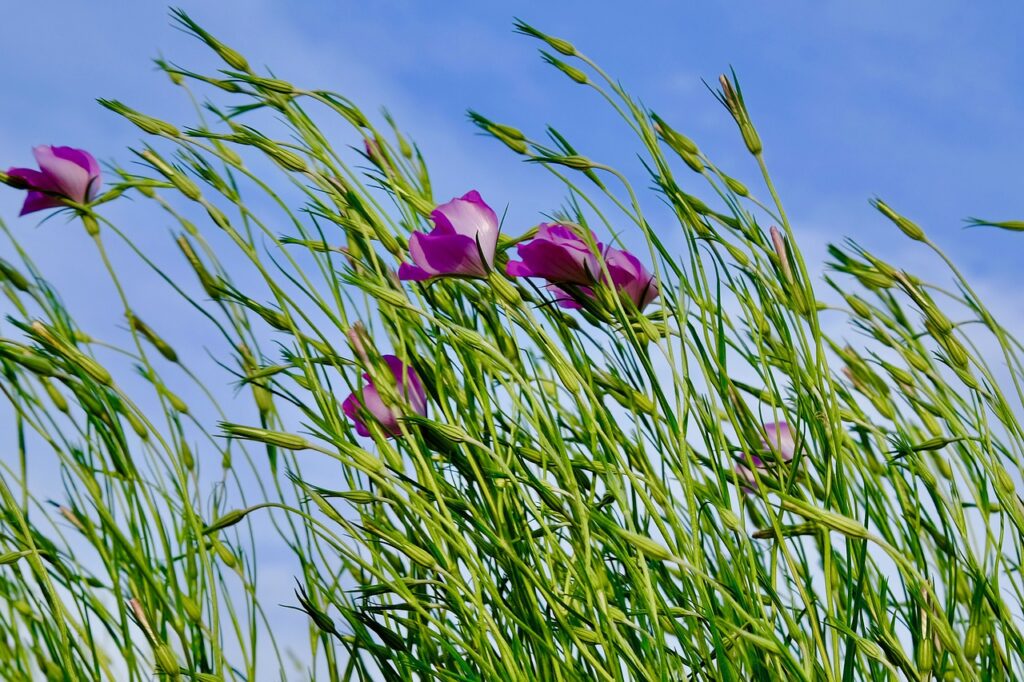 sway, breeze, wind