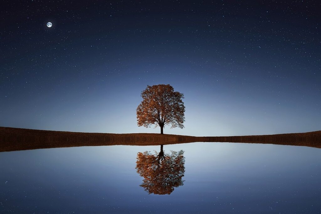 tree, lake, reflection