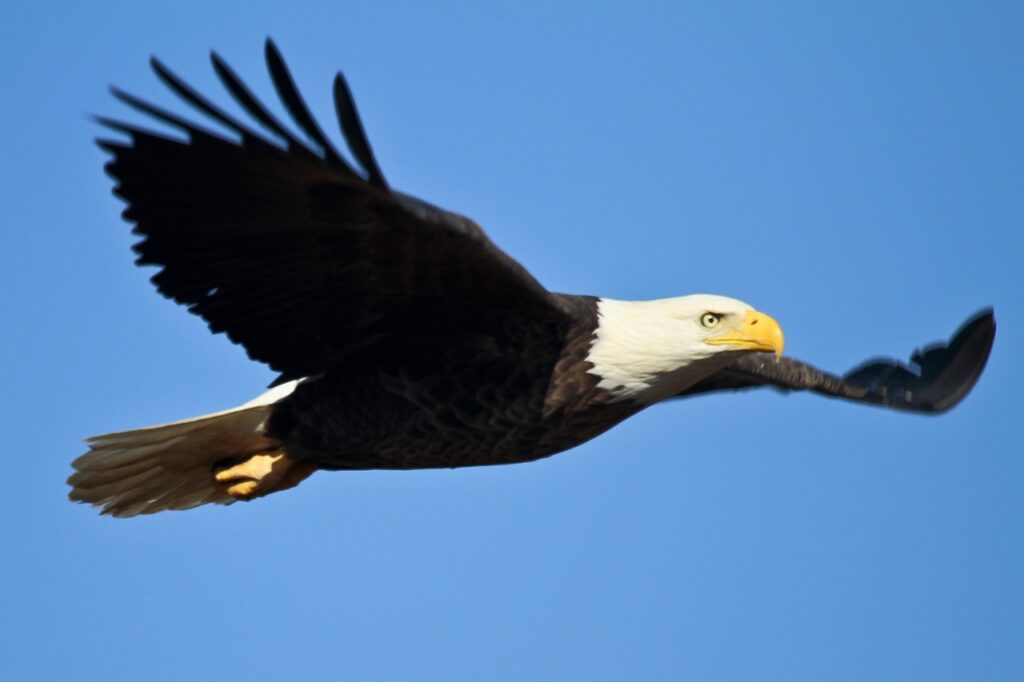 bald eagle, soaring, bird