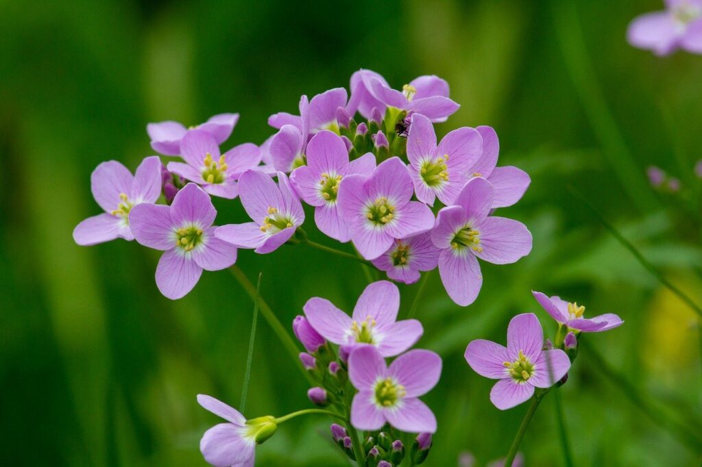 Hajdanán a tarka réten 8 cuckoo flower, wildflowers, smock