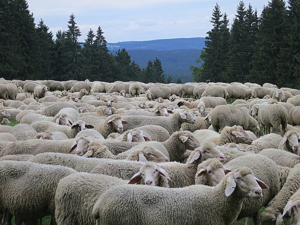 sheep, flock, flock of sheep