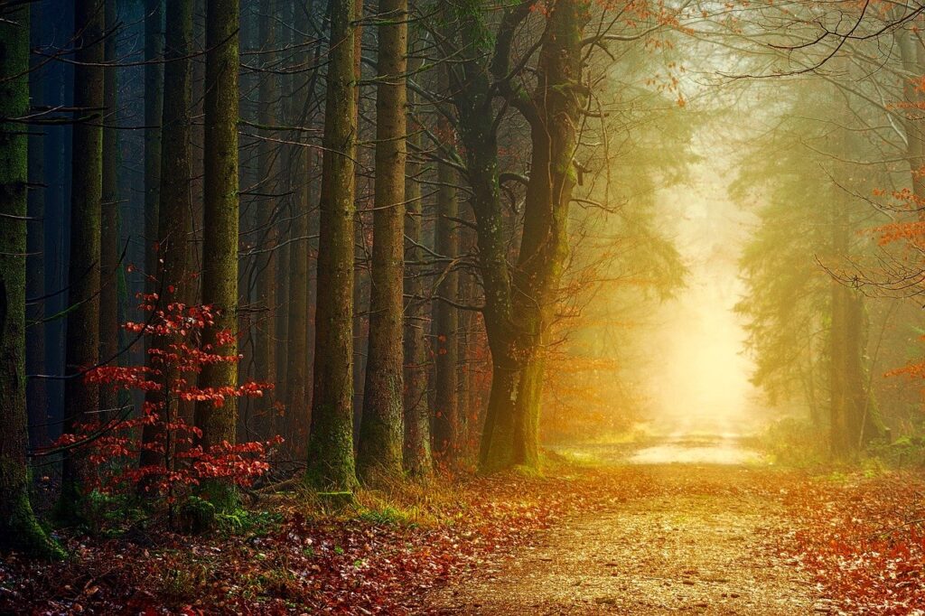 hope, nature, forest