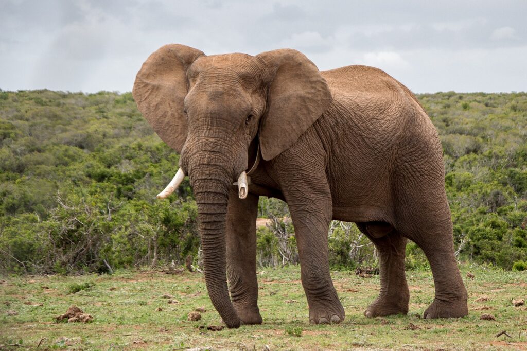 elephant, wildlife, mammal