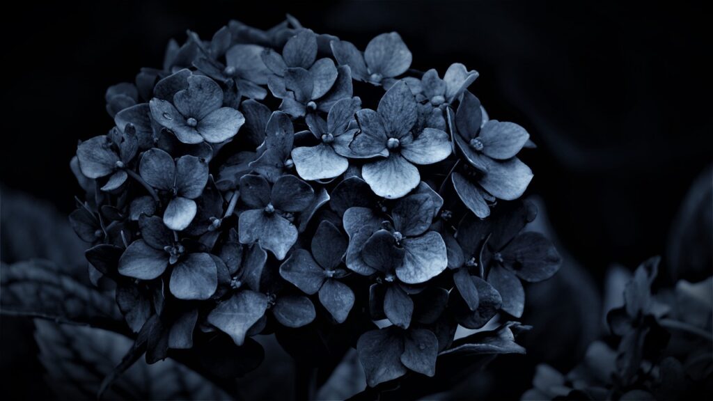 hydrangea, mourning, loss