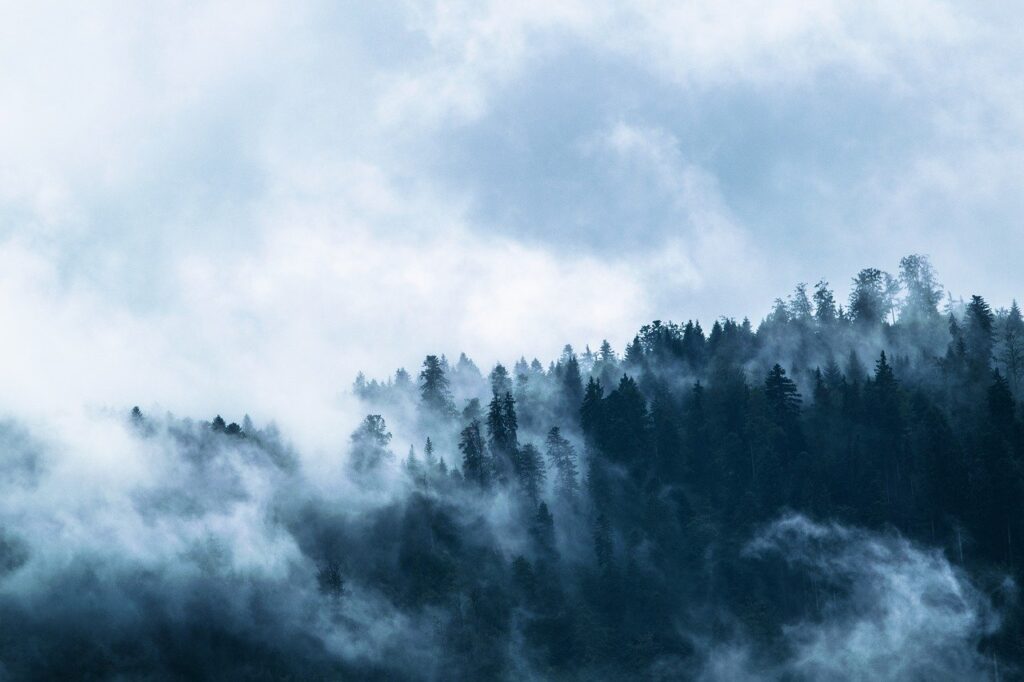 fog, forest, conifers