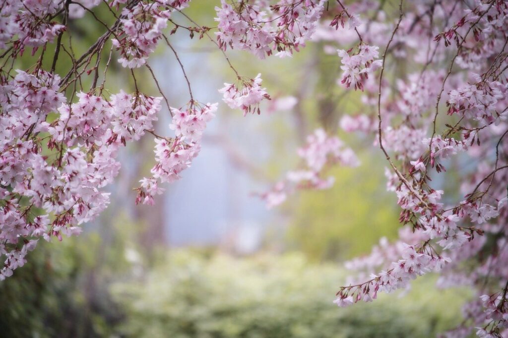 pink, spring, nature