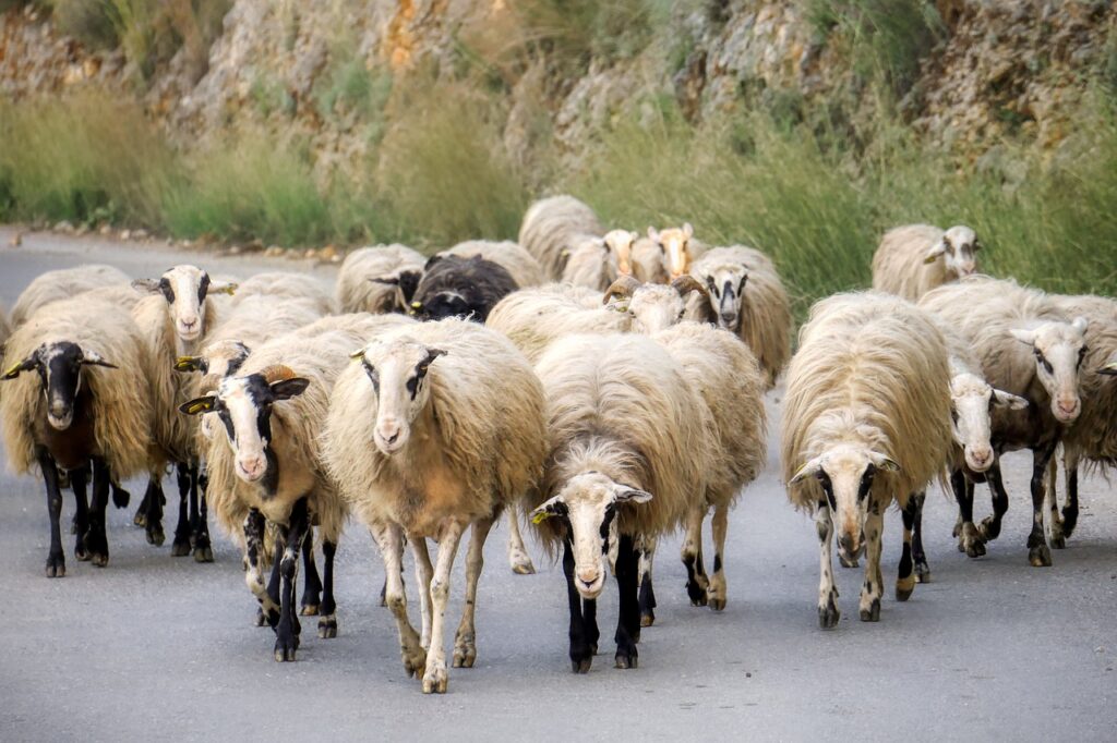 sheep, road, landscape