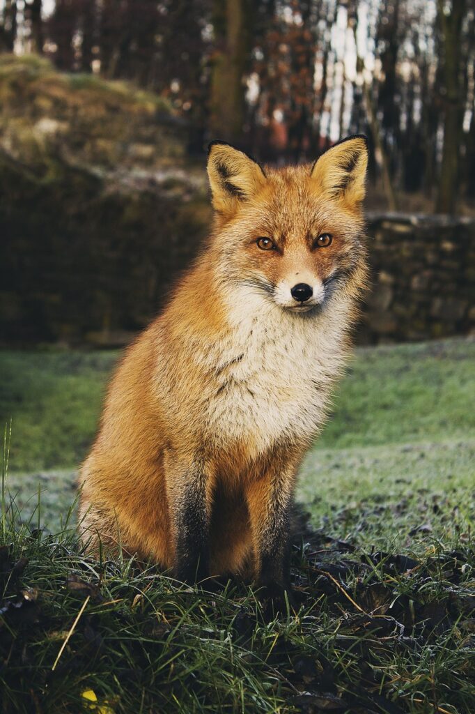 fox, animal, red fox-1842565.jpg