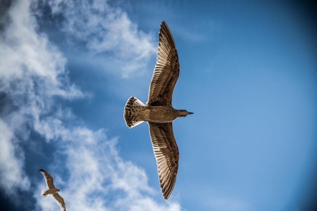 seagulls, flight, birds-765490.jpg