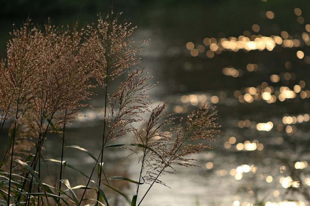 silver grass, flame grass, reed-2354132.jpg