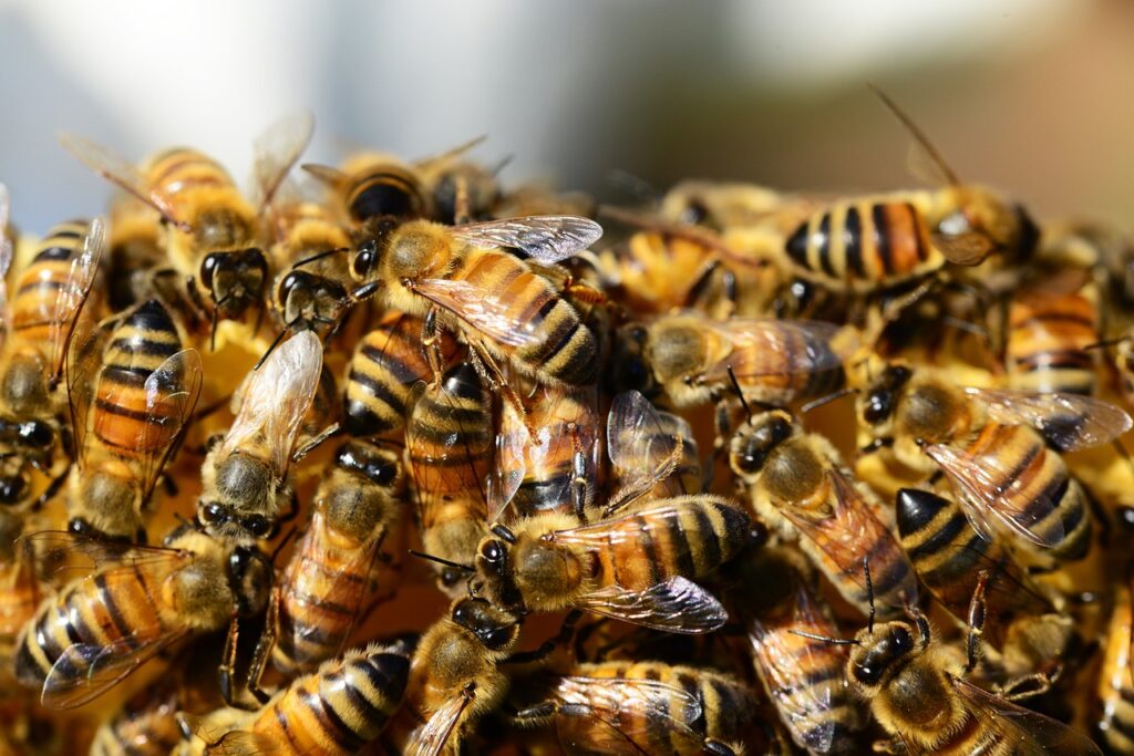 mézelő méhek, méhkas, méz-326334.jpg