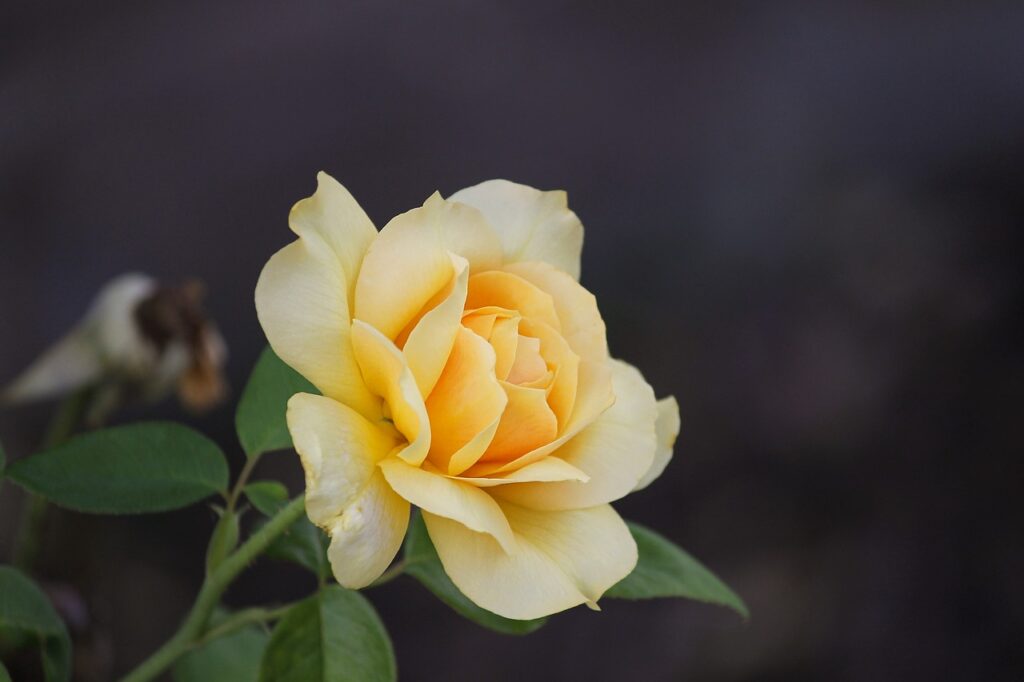 rózsa, virág, sárga rózsa-3593112.jpg