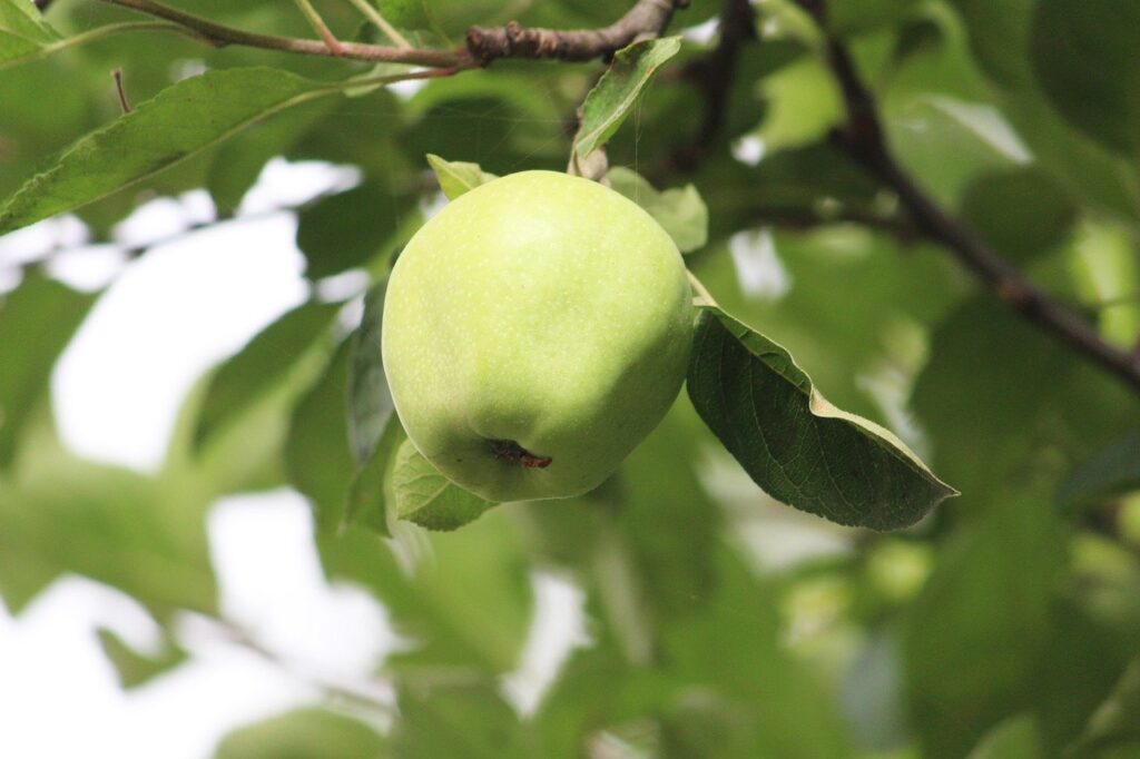 zöld alma, himalájai alma, alma a fán-3681657.jpg