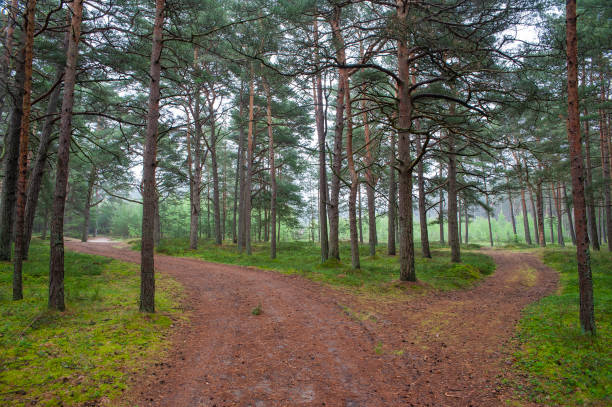 istockphoto 1211390918 612x612 1