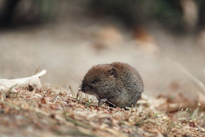 Az oktondi pockok 1 mouse 4773687 480