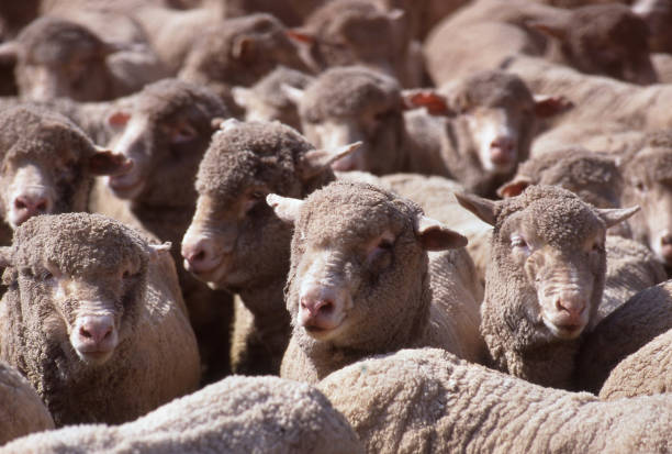 istockphoto 1367267683 612x612 1