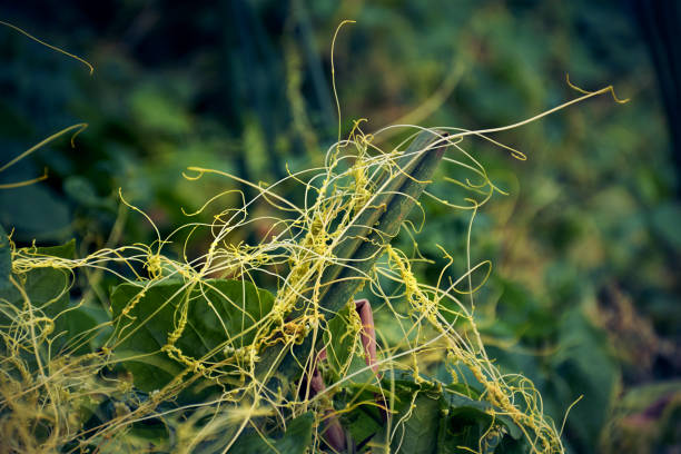 istockphoto 1157786320 612x612 1