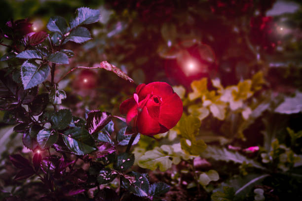 istockphoto 1341395832 612x612 1