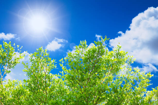 istockphoto 1154354204 612x612 1