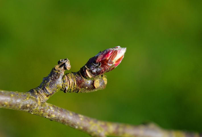 apple blossom bud 4977865 480