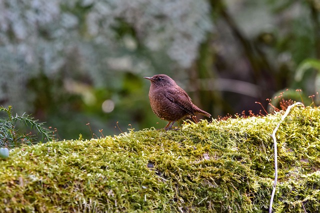 Tavasz a télben 5 animal 5036272 640