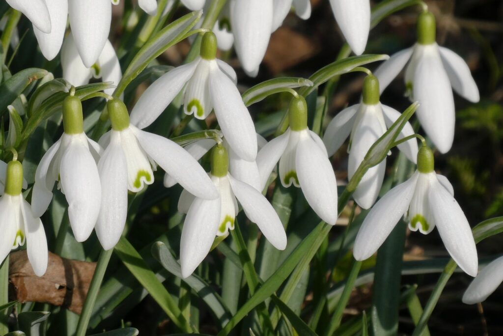 Közeleg a tavasz, éled a természet 1 snowdrops 4005428 1280
